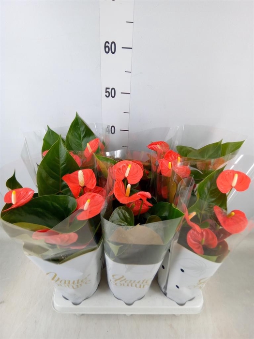 <h4>Anthurium andr. 'FC cinemato'</h4>