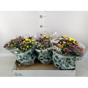 Chrysanthemum  'Elixer'