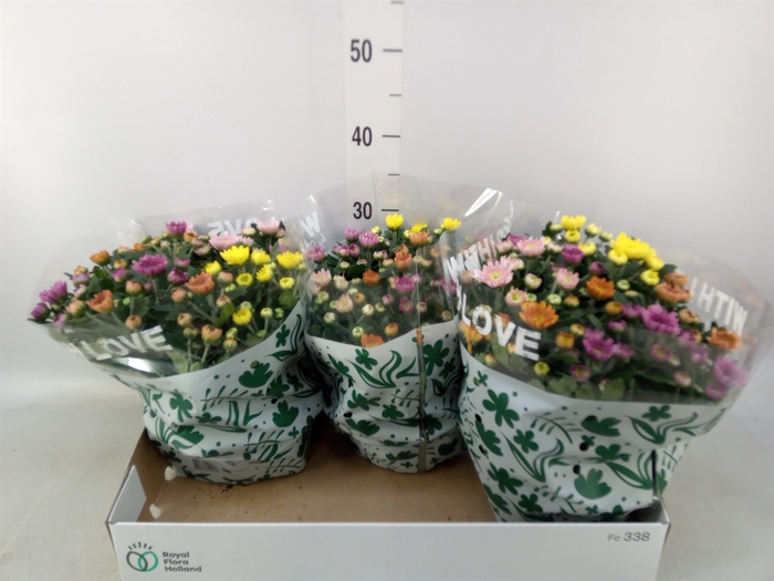 <h4>Chrysanthemum  'Elixer'</h4>