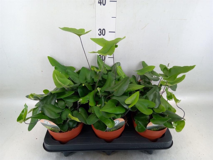 <h4>Hemionitis arifolia</h4>