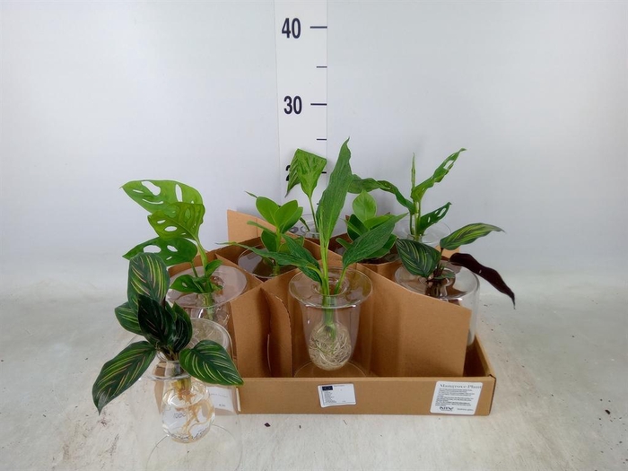 <h4>Planten  ..mix</h4>