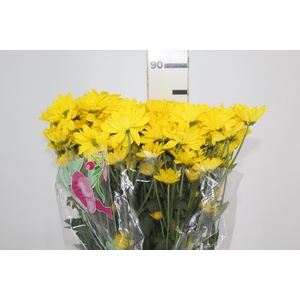 HORTENSIA FORCE LILAS 060 CM