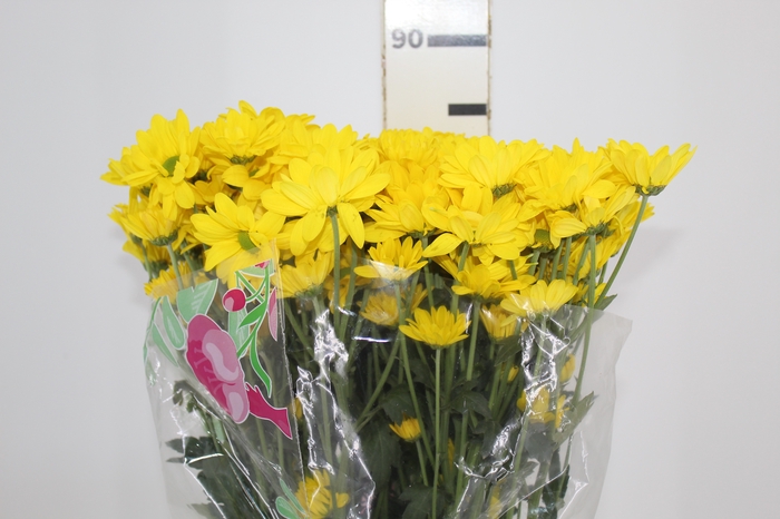 <h4>HORTENSIA FORCE LILAS 060 CM</h4>