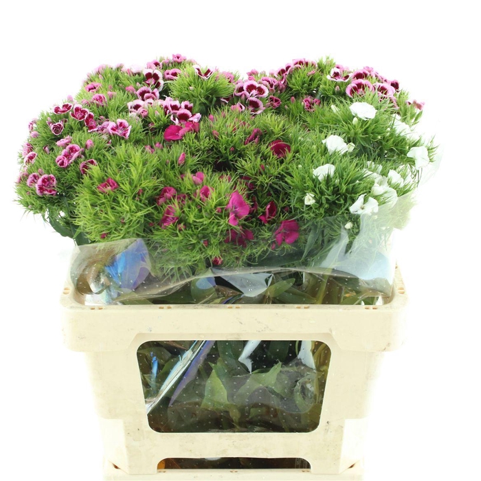 <h4>Di Barb Kiwi Mix In Fust</h4>