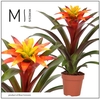 Guzmania