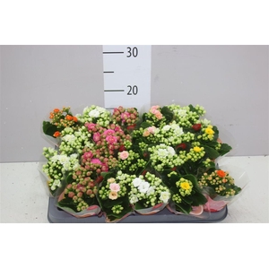 Kalanchoe Calandiva Mix