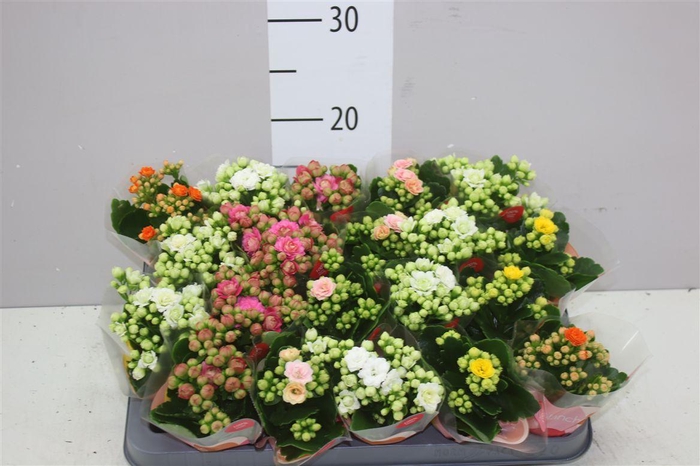 <h4>Kalanchoe Calandiva Mix</h4>