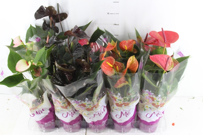 ANTHURIUM VARIADO P12