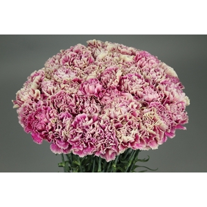 Dianthus St Antigua