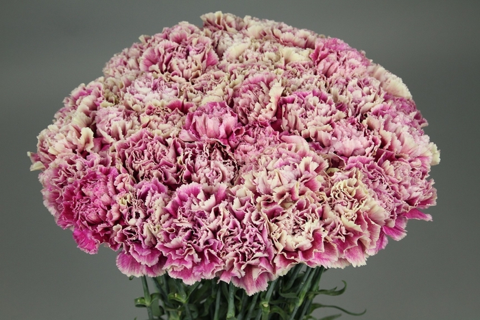 <h4>Dianthus St Antigua</h4>