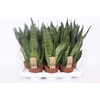 Sansevieria zeylanica