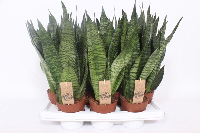 <h4>Sansevieria zeylanica</h4>