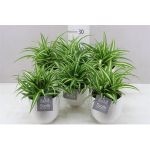 Chlorophytum Co Variegatum Liv Keramiek