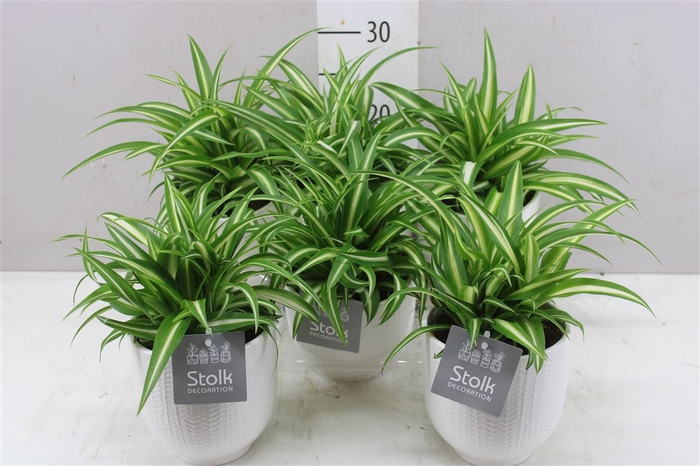 <h4>Chlorophytum Co Variegatum Liv Keramiek</h4>