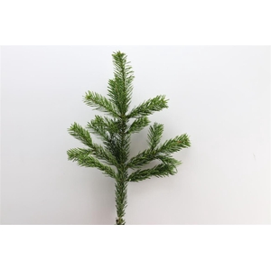 Nordmann 45 Cm Per Tak