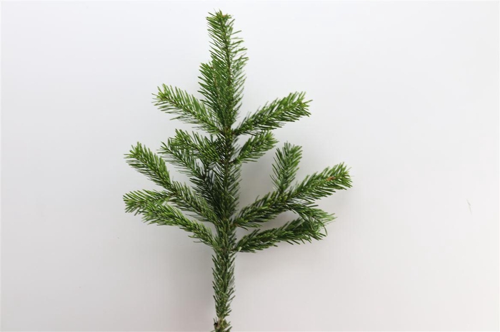 <h4>Nordmann 45 Cm Per Tak</h4>