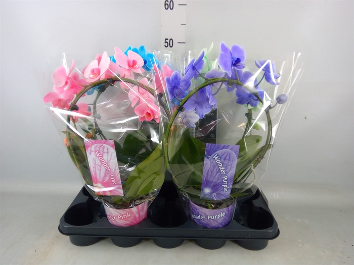 <h4>Phalaenopsis   ...</h4>