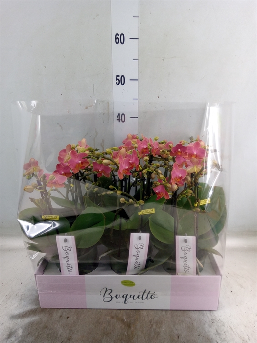 <h4>Phalaenopsis multi.   ...orange</h4>