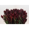 Leucadendron Saf Sunset Dark R.Spray