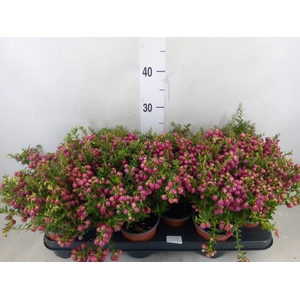 Gaultheria   ...rose berry