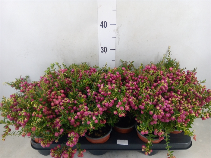 <h4>Gaultheria   ...rose berry</h4>