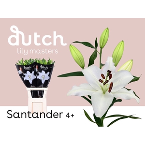 Li Or Santander 4+ Lily Master