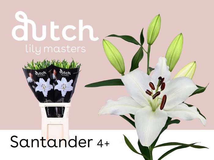 <h4>Li Or Santander 4+ Lily Master</h4>