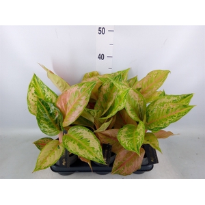 Aglaonema   ...