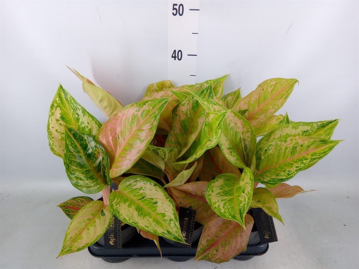 <h4>Aglaonema   ...</h4>