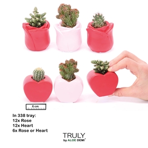TRULY Cactus, Love mix mini