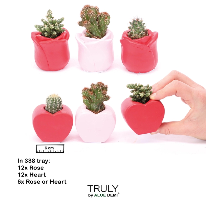 <h4>TRULY Cactus, Love mix mini</h4>