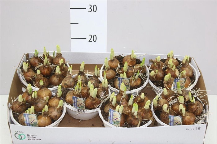 <h4>Narcis Bridal Crown In Schaaltje Colour</h4>