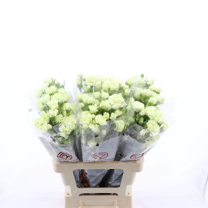 <h4>Dianthus tr Tuparro</h4>