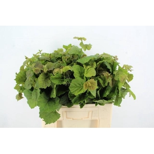 CORYLUSBLAD AV AUREA GROEN