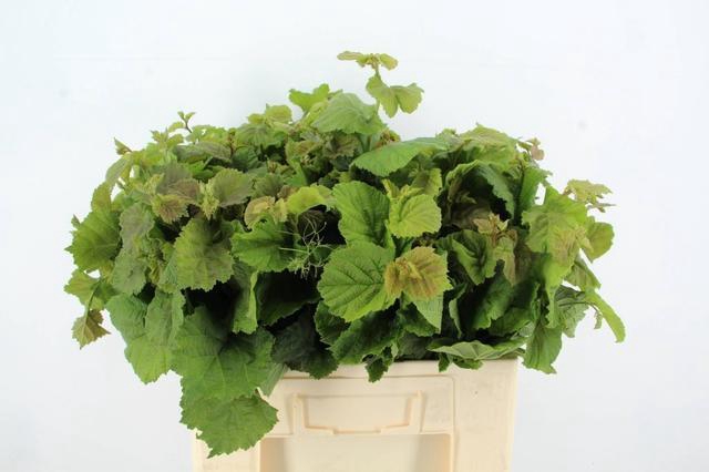 <h4>CORYLUSBLAD AV AUREA GROEN</h4>