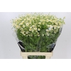 Tanacetum Camille