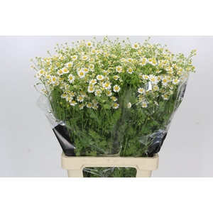 Tanacetum Camille