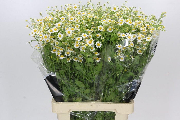 <h4>Tanacetum Camille</h4>