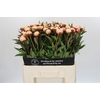Paeonia Florence Nicholls