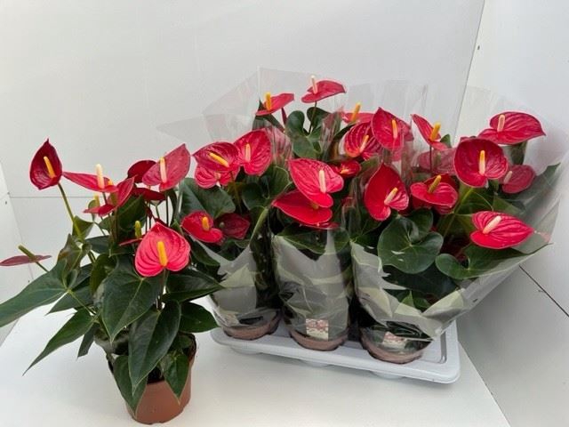 <h4>Anthurium andr. 'Tremendo'</h4>