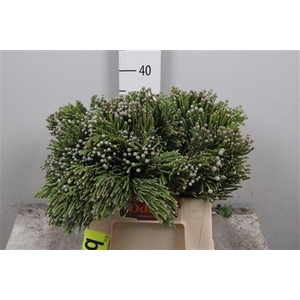Kaaps Brunia Noduliflora