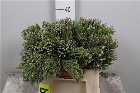 <h4>Kaaps Brunia Noduliflora</h4>