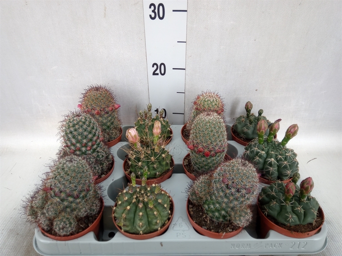 <h4>Cactus   ...flowering mix</h4>