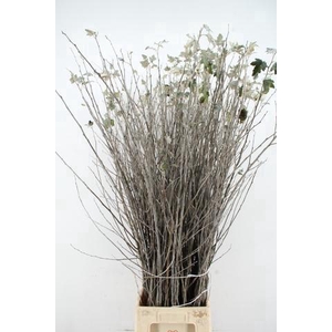 CORNUS ALBA ABEEL VERTAKT 150CM