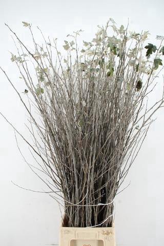 <h4>CORNUS ALBA ABEEL VERTAKT 150CM</h4>