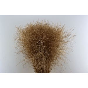 Siergras Panicum Thundercld Kbh Antique Gold Stem