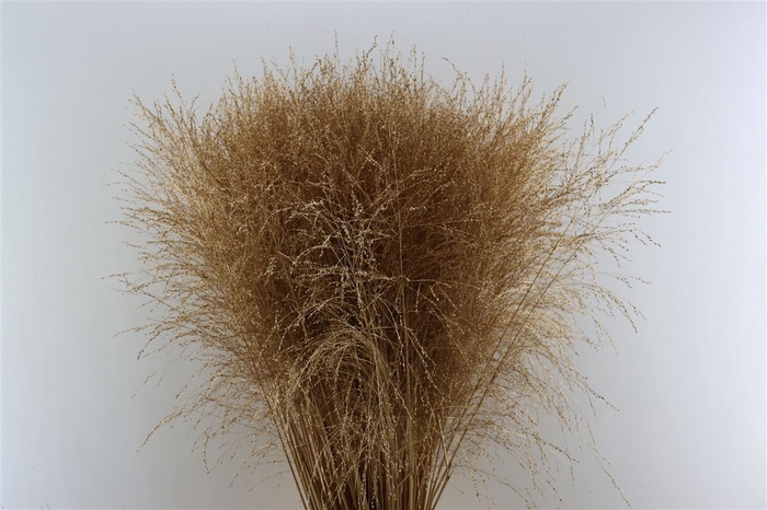 <h4>Siergras Panicum Thundercld Kbh Antique Gold Stem</h4>