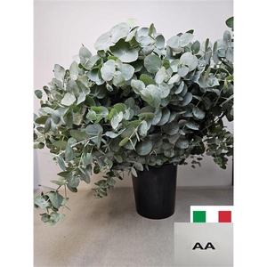 EUC CINEREA PER STEEL VERTAKT-IT-