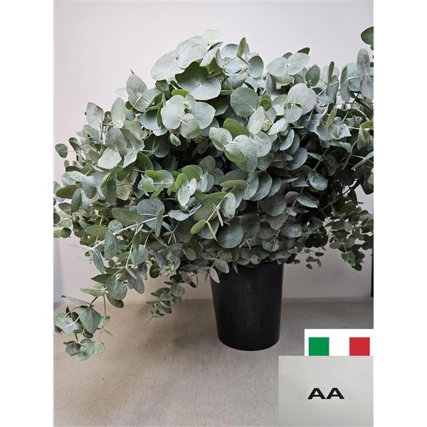 <h4>EUC CINEREA PER STEEL VERTAKT-IT-</h4>