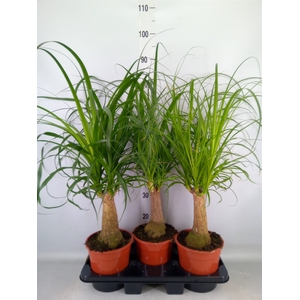 Beaucarnea recurvata